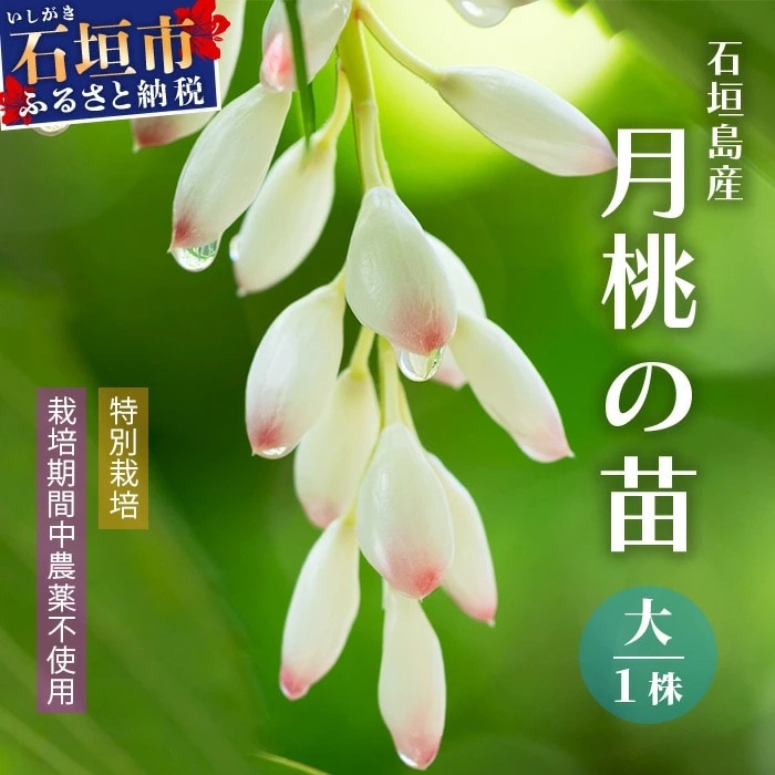 「月桃の苗」大1株(特別栽培、栽培期間中農薬不使用)