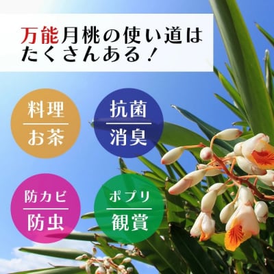 「月桃の苗」大1株(特別栽培、栽培期間中農薬不使用)