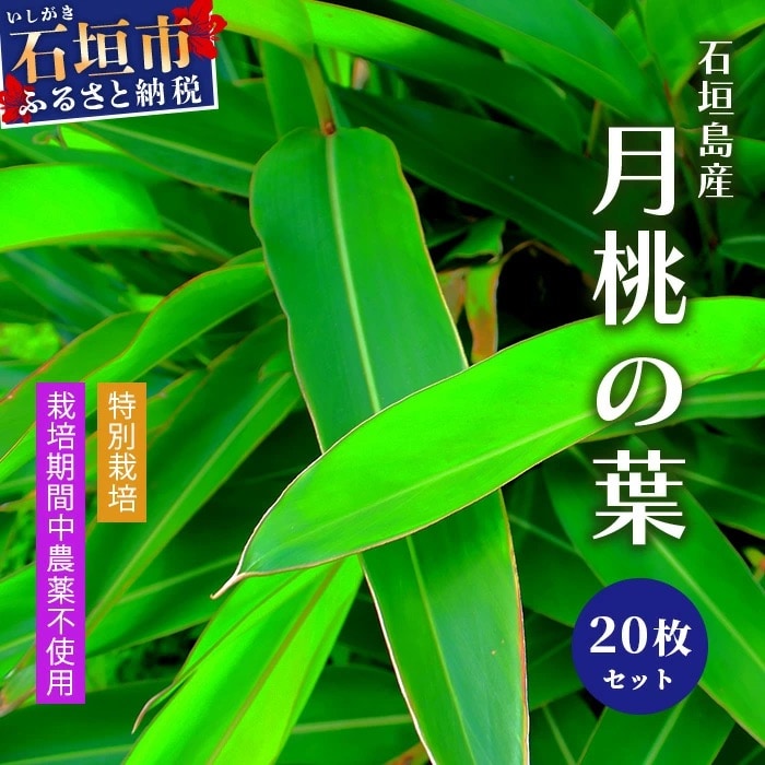 自然栽培の「月桃の葉20枚」セット(特別栽培、栽培期間中農薬不使用)
