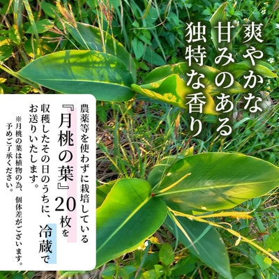 自然栽培の「月桃の葉20枚」セット(特別栽培、栽培期間中農薬不使用)