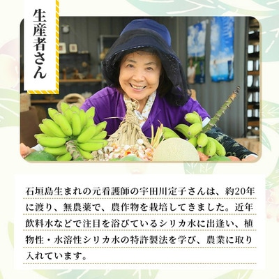 自然栽培の「月桃の葉20枚」セット(特別栽培、栽培期間中農薬不使用)