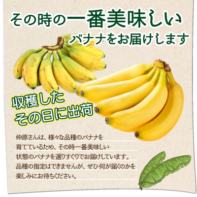 希少!こだわりの水を使い「森ような畑」で栽培する、仲原さんのバナナ