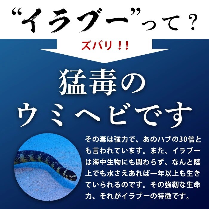 石垣島産「イラブー(海ヘビ)」粉末 120粒入り×2袋　健康補助食品・約2ヶ月分