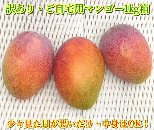 <予約受付>【訳あり】完熟アップルマンゴー 2~4個 約1kg <2026年7月中旬以降発送>
