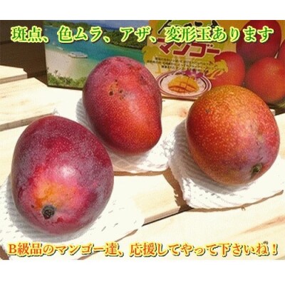 <予約受付>【訳あり】完熟アップルマンゴー 2~4個 約1kg <2026年7月中旬以降発送>