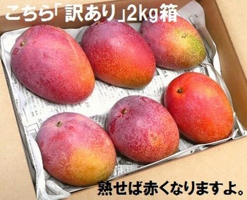 <予約受付>【訳あり】完熟アップルマンゴー 3~6個 約2kg <2026年7月中旬以降発送>