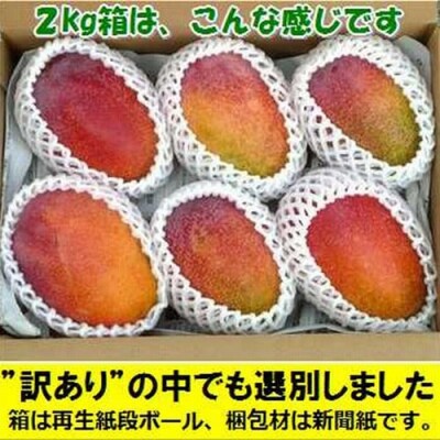<予約受付>【訳あり】完熟アップルマンゴー 3~6個 約2kg <2026年7月中旬以降発送>