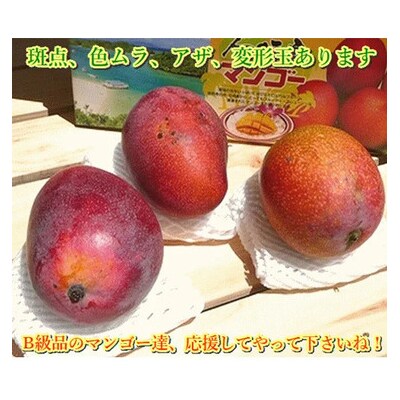 <予約受付>【訳あり】完熟アップルマンゴー 3~6個 約2kg <2026年7月中旬以降発送>