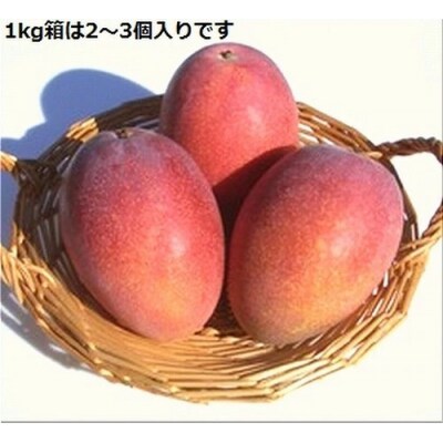 <予約受付>完熟アップルマンゴー 2~3個 約1kg <2026年7月中旬以降発送>