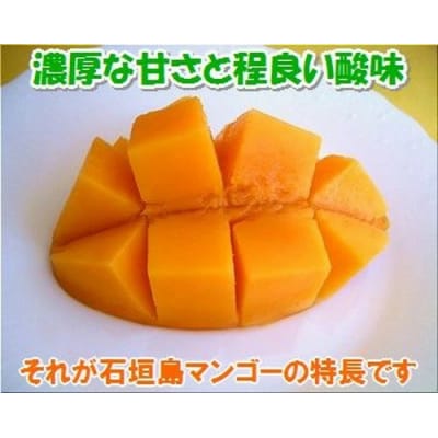 【先行受付】石垣島産 完熟マンゴー 約1kg エコ箱入り 2025年6月末〜7月下旬発送