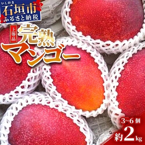 <予約受付>完熟アップルマンゴー 3~6個 約2kg <2026年7月中旬以降発送> 