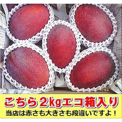 【先行受付】石垣島産 完熟マンゴー 約2kg エコ箱入り 2025年6月末〜7月下旬発送