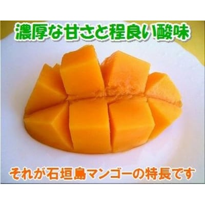 【先行受付】石垣島産 完熟マンゴー 約2kg エコ箱入り 2025年6月末〜7月下旬発送