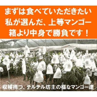 【先行受付】石垣島産 完熟マンゴー 約2kg エコ箱入り 2025年6月末〜7月下旬発送
