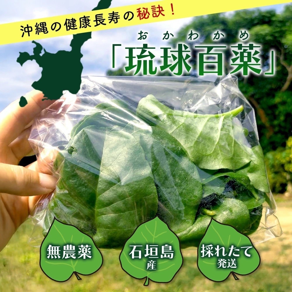 <先行予約>2026年2月順次発送/沖縄の健康長寿の秘訣「琉球百薬(おかわかめ)」10袋