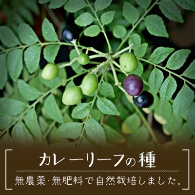 カレーリーフの種　15粒【 沖縄 石垣島 香辛料 種 無農薬 無肥料 】CS-4