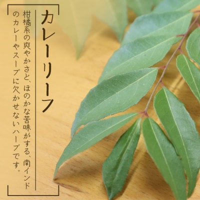 カレーリーフの種　15粒【 沖縄 石垣島 香辛料 種 無農薬 無肥料 】CS-4