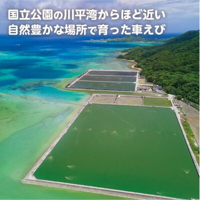 石垣島産車えびカレー(大辛)【冷凍 2食】石垣島のカレー専門店が作るご当地カレー　SK-11