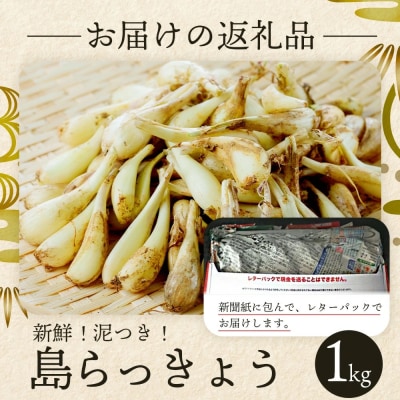 石垣島産 島らっきょう1000g  <2026年4月発送予定> 