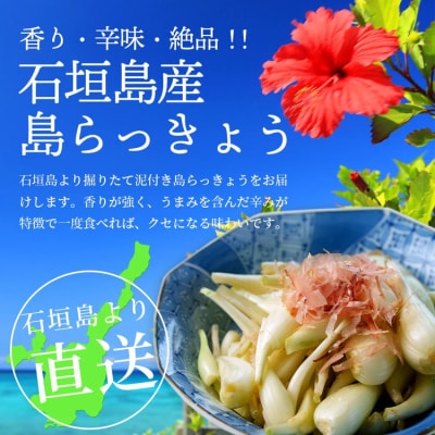石垣島産 島らっきょう2000g 《2025年3月上旬～順次発送予定》