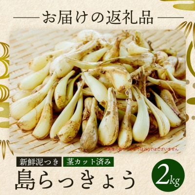 石垣島産 島らっきょう2000g 《2025年3月上旬～順次発送予定》