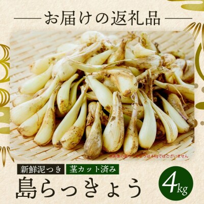 石垣島産 島らっきょう4000g  <2026年4月発送予定>