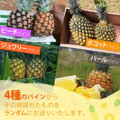 【KABIRAパイナップル2玉1kg以上】♪品種は届いてのお楽しみ♪《2025年5月以降順次発送》