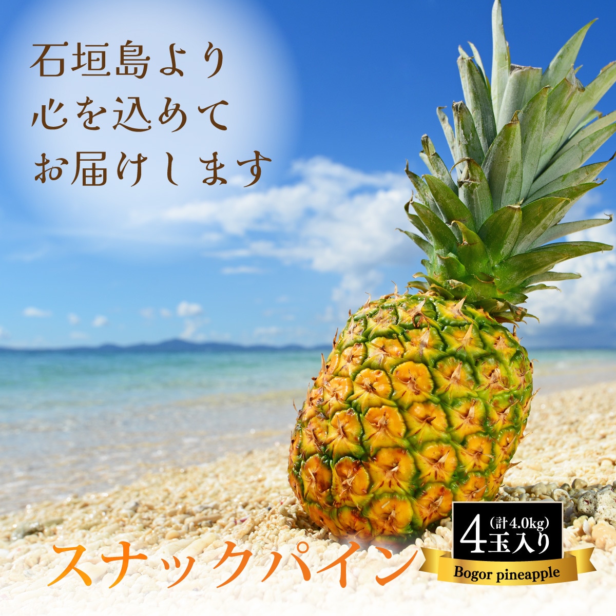【先行受付】石垣島産 中玉スナックパイン(ボゴール)4玉 合計約4kg 《2025年夏季 順次発送》