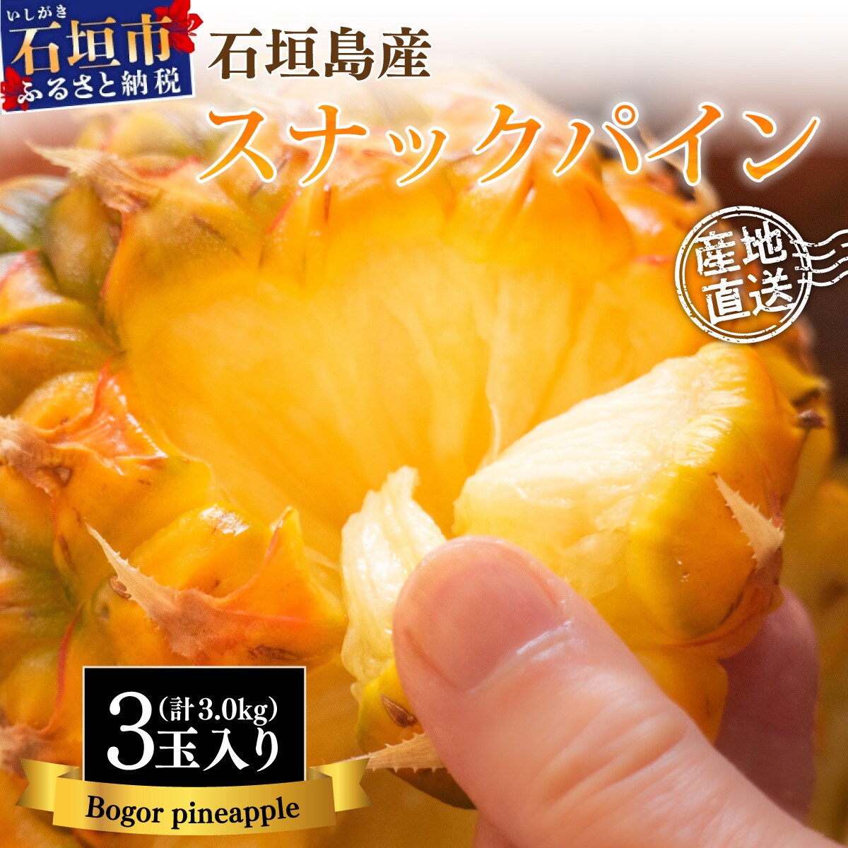 【先行受付】石垣島産 中玉スナックパイン(ボゴール)3玉 合計約3kg 《2025年夏季 順次発送》