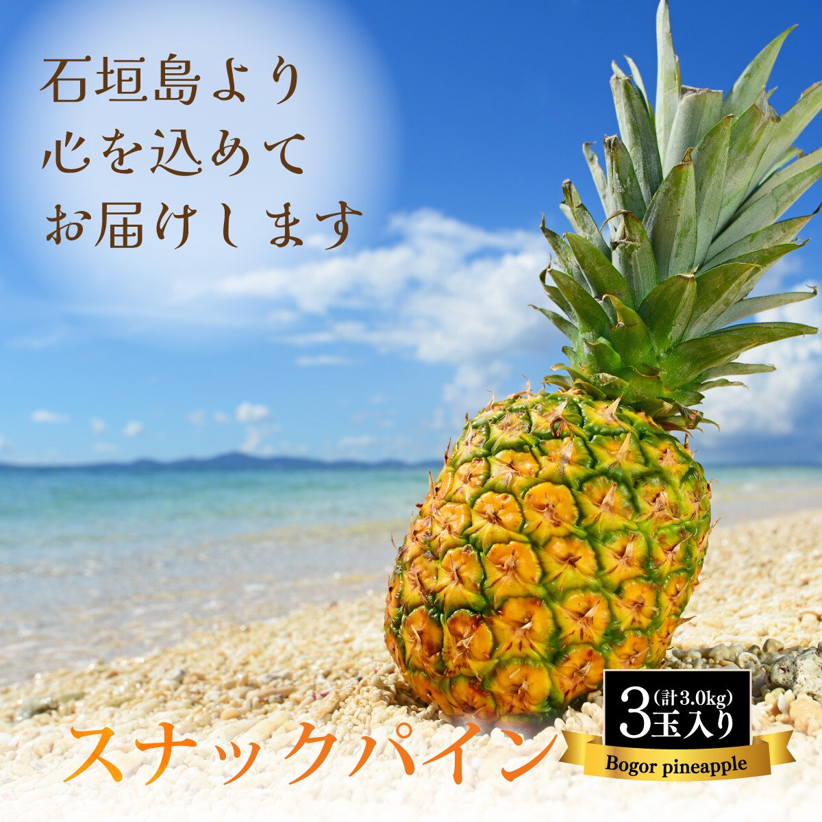 【先行受付】石垣島産 中玉スナックパイン(ボゴール)3玉 合計約3kg 《2025年夏季 順次発送》