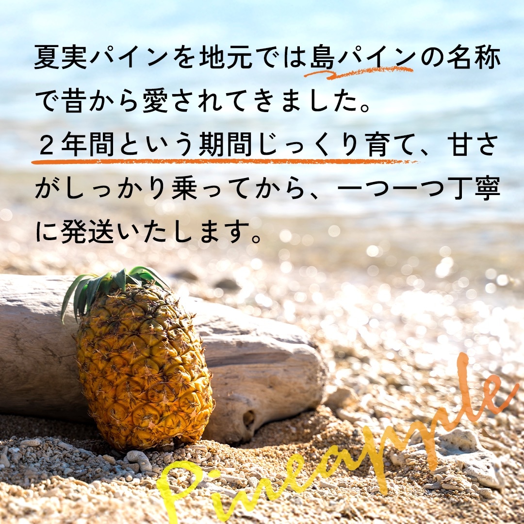 【先行受付】石垣島産 中玉 夏実パイン(島パイン)4玉 合計約3.8kg《2025年夏季 順次発送》