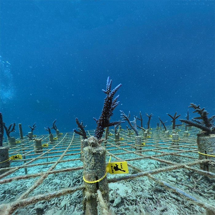 񂲂̊yvWFNg(񂲂̕cAt50{) SY-3-1