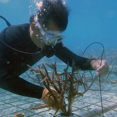 さんごの楽園プロジェクト(さんごの苗植え付け50本) SY-3-1