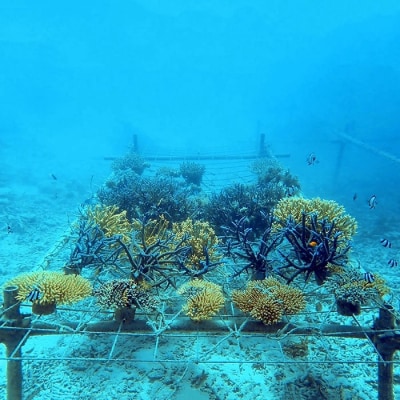 さんごの楽園プロジェクト(さんごの苗植え付け50本) SY-3-1