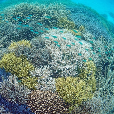 さんごの楽園プロジェクト(さんごの苗植え付け50本) SY-3-1