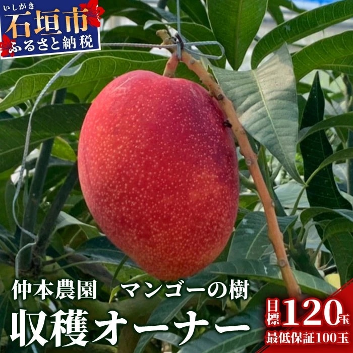 【限定1名様】「マンゴーの樹」収穫オーナー 権利(1年間) マンゴー 120玉(目標値)