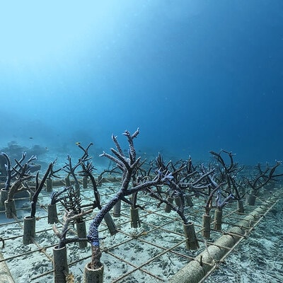 さんごの楽園プロジェクト(さんごの苗植え付け100本) SY-4