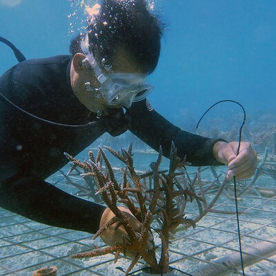 さんごの楽園プロジェクト(さんごの苗植え付け100本) SY-4