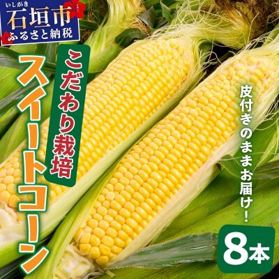 【先行予約2027年1月-5月配送】 朝採れプレミアムスイートコーンを皮付きのまま8本お届け!!