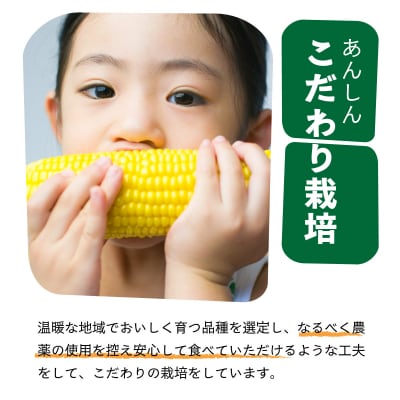 1番遅くて1番早い⁉ 朝採れプレミアムスイートコーンを皮付きのまま8本お届け!!