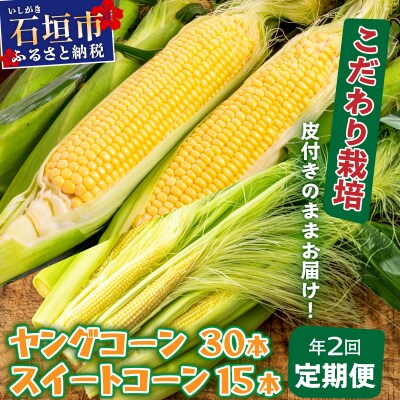 【先行予約2027年1月-5月配送】プレミアムヤングコーンとスイートコーンのよくばり定期便!!