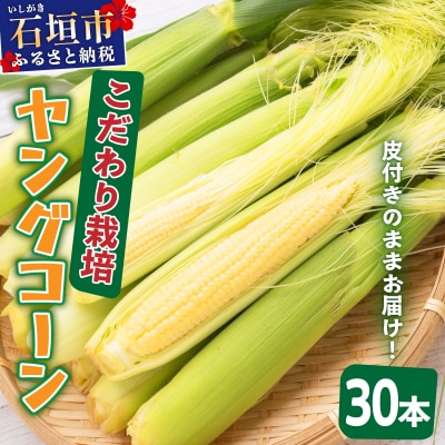 1番遅くて1番早い⁉ 朝採れプレミアムヤングコーンを皮付きのまま30本お届け!!