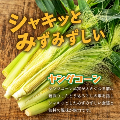 1番遅くて1番早い⁉ 朝採れプレミアムヤングコーンを皮付きのまま30本お届け!!