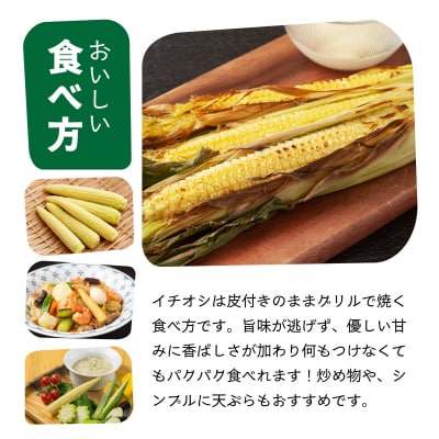 1番遅くて1番早い⁉ 朝採れプレミアムヤングコーンを皮付きのまま30本お届け!!