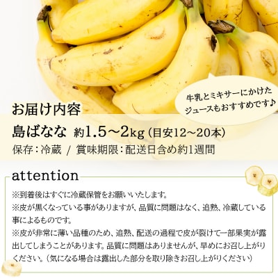 【2026年5〜10月順次発送】石垣島産 プレミアム島ばなな1房丸ごと約1.5-2kg(約12-20