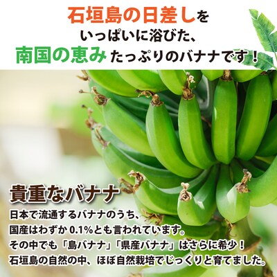 <わんのバナナ>石垣島産バナナ【島バナナ】 合計約1.5kg NA-07