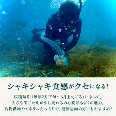 石垣島産・塩もずく(業務用一斗缶・18kg)