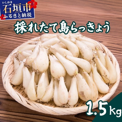 ≪2026年2月下旬～5月下旬発送≫採れたて島らっきょう 1.5kg