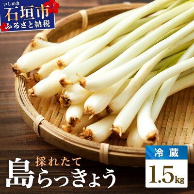 採れたて島らっきょう  1.5kg ≪2027年3月中旬～6月下旬発送≫