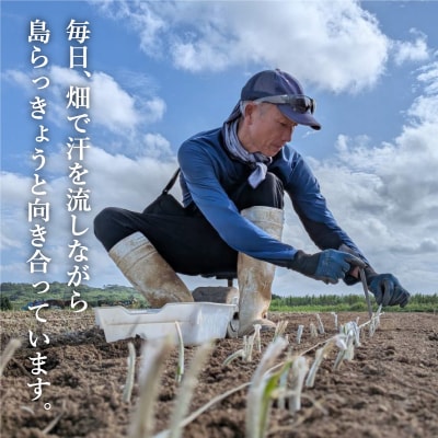 ≪2026年2月下旬～5月下旬発送≫採れたて島らっきょう 1.5kg